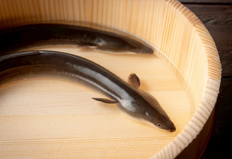 うなぎのぼり　サプリ